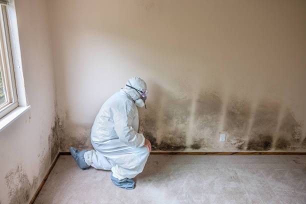 Best HVAC Mold Inspection and Cleaning  in Eagleton Village, TN